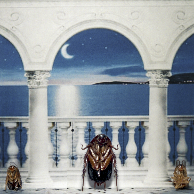 Alissa Eberle - “Medit Moon” color photographic C print